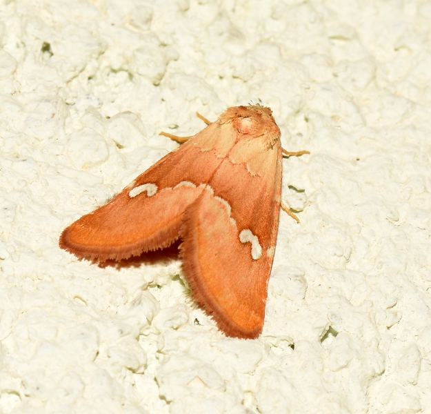 Haemerosia renalis (Noctuidae)